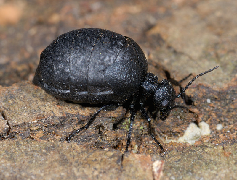 E'' un Meloidae?  S,  Meloe apenninicus, femmina