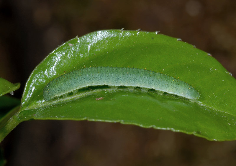 La stagione delle Gonepteryx