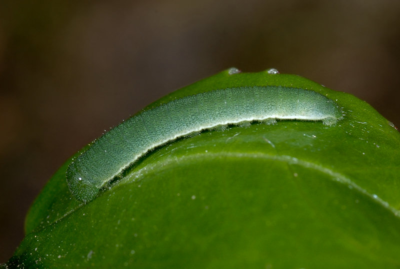 La stagione delle Gonepteryx