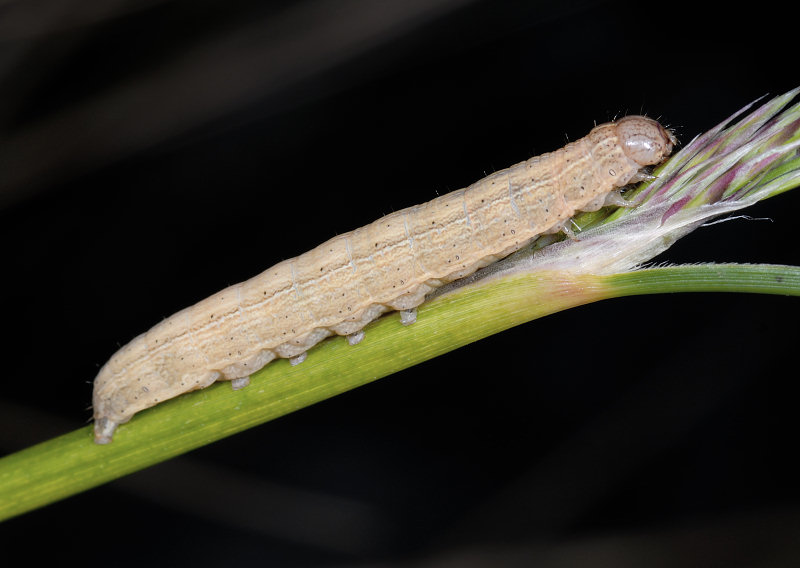 Cercando il bruco della Melanargia arge...