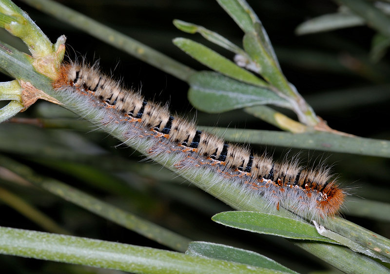 Cercando il bruco della Melanargia arge...