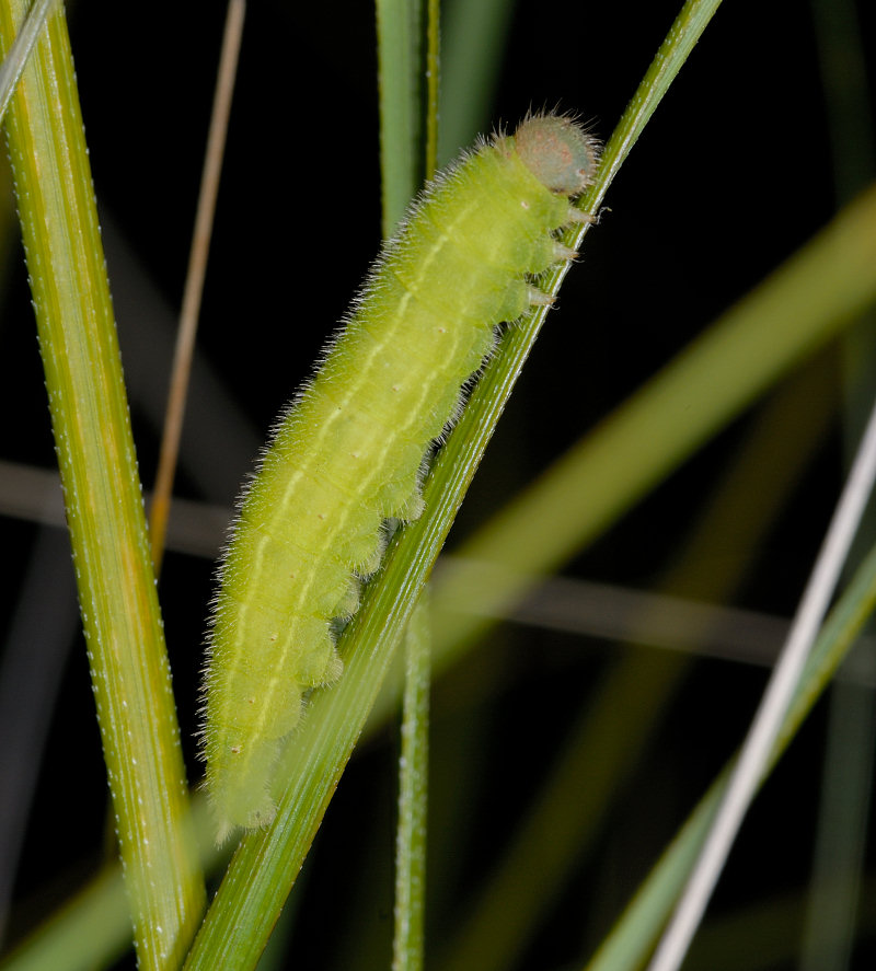 Cercando il bruco della Melanargia arge...