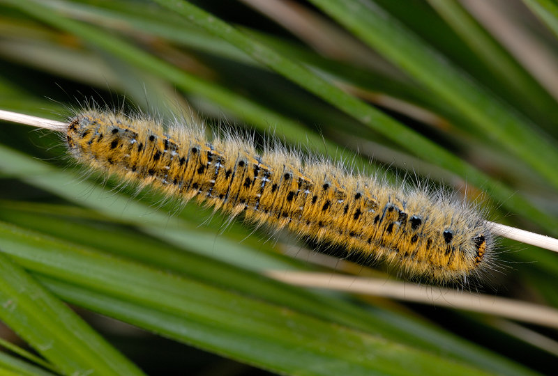 Cercando il bruco della Melanargia arge...