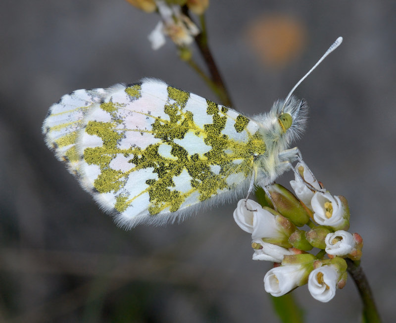 Cercando il bruco della Melanargia arge...