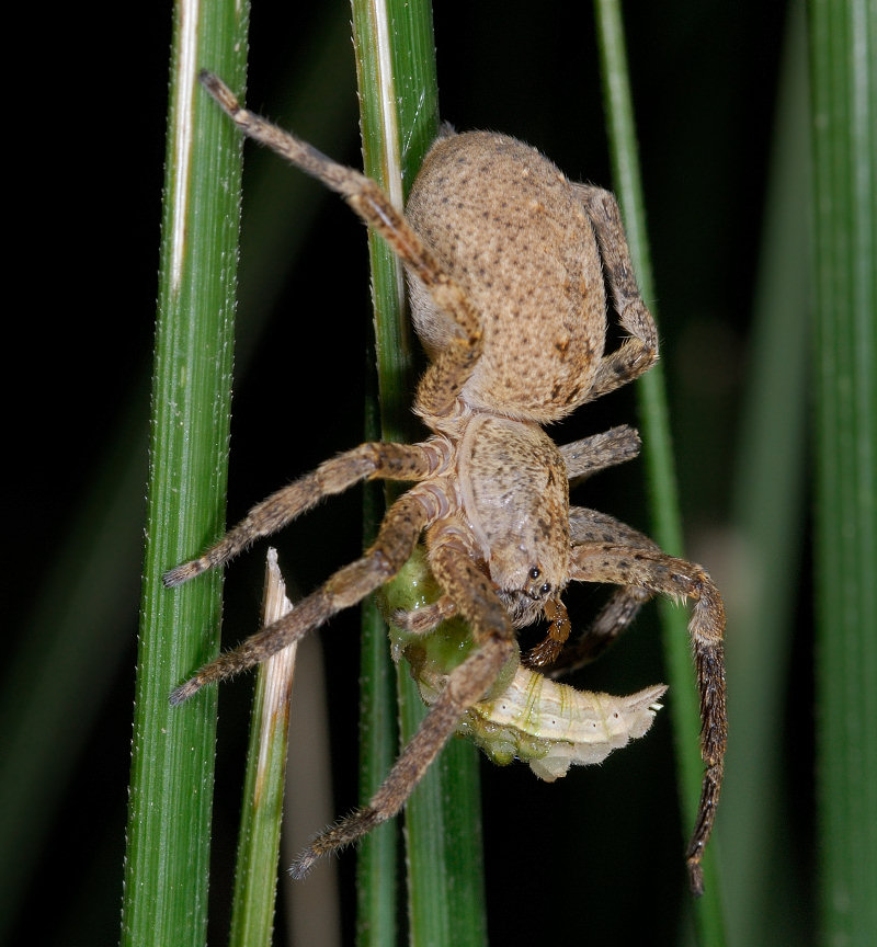 Cercando il bruco della Melanargia arge...