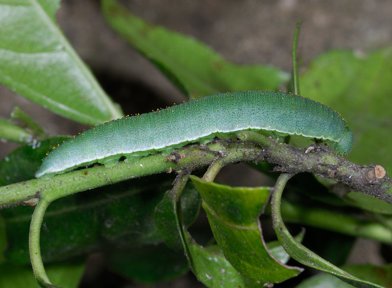 La stagione delle Gonepteryx