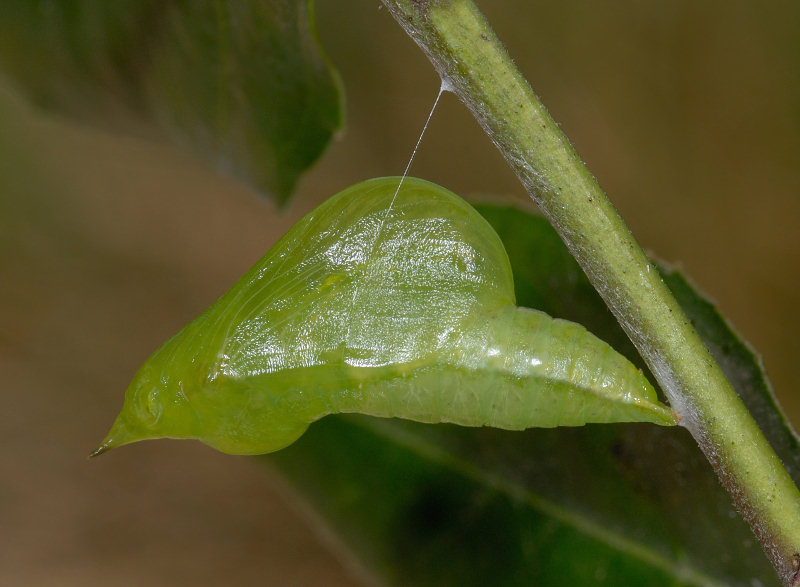 La stagione delle Gonepteryx