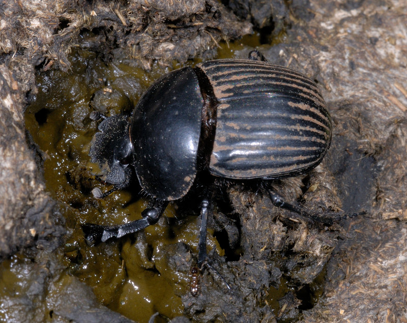 Scarabaeus laticollis