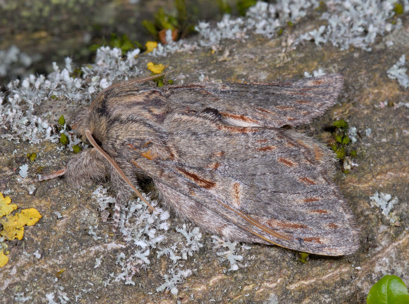 Farfalle notturne di primavera