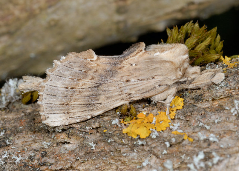 Farfalle notturne di primavera