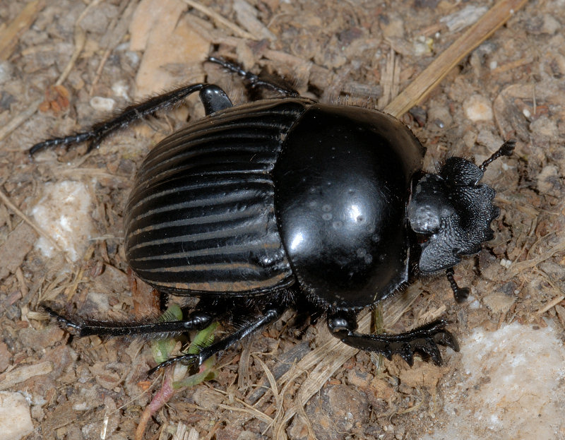 Scarabaeus laticollis