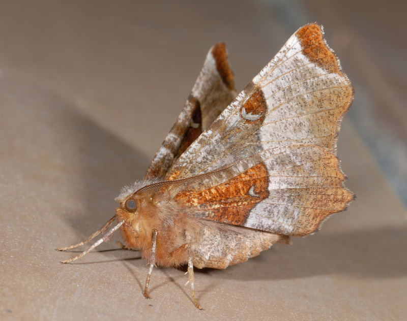 Selenia dentaria