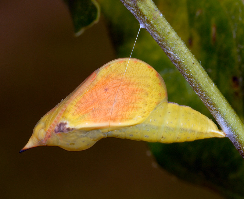 La stagione delle Gonepteryx