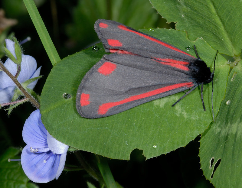 Tyria jacobaeae