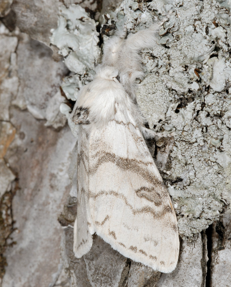 Bruco di Calliteara pudibunda