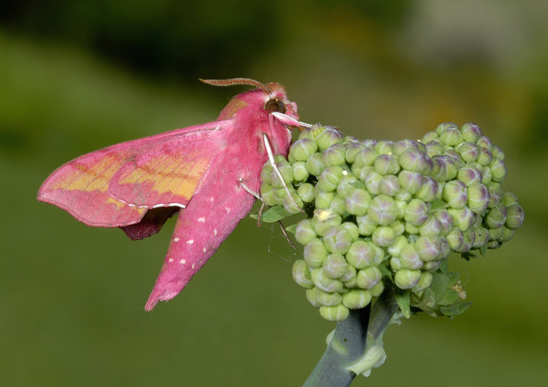 Solo Lorenzo pu riuscirci....Rhodostrophia sicanaria