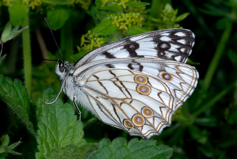 Cercando il bruco della Melanargia arge...