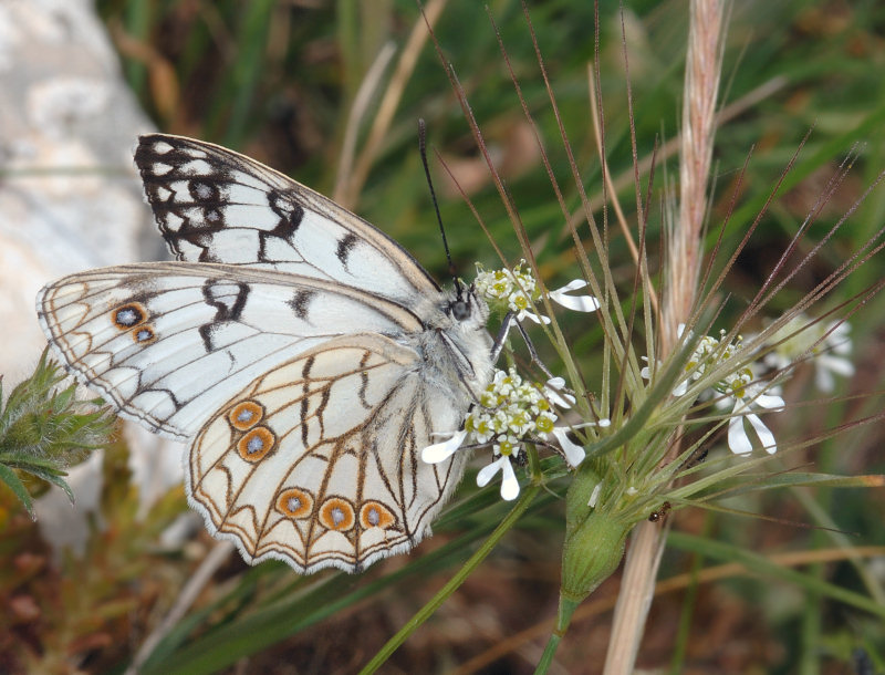 Cercando il bruco della Melanargia arge...