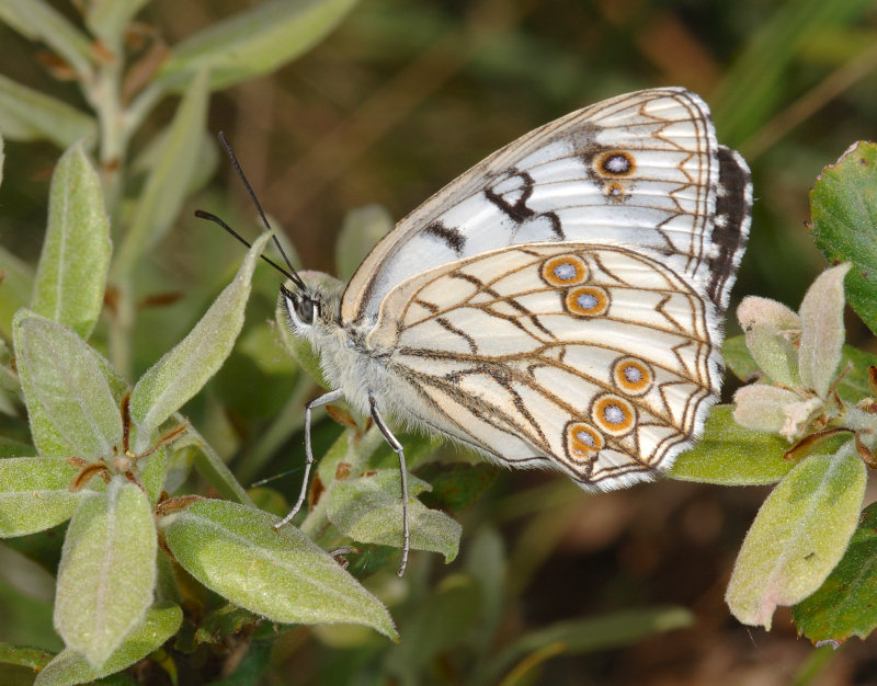 Cercando il bruco della Melanargia arge...