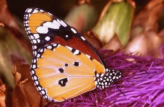 Danaus chrysippus