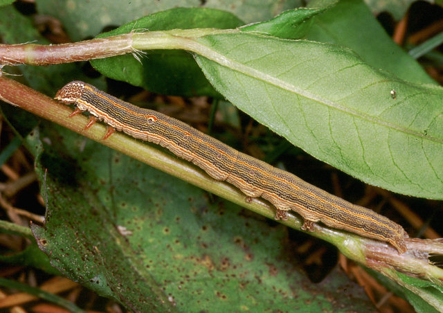 Questo lepidottero cos'': Dysgonia algira