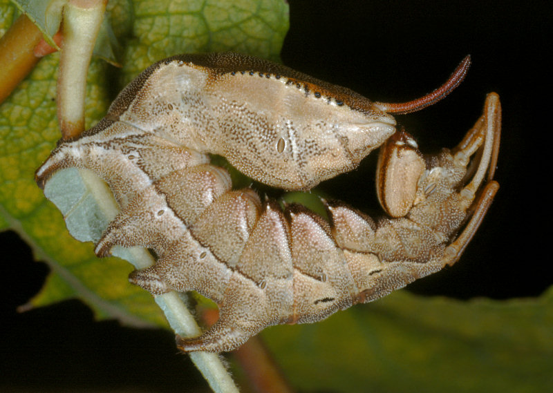 Farfalle notturne di primavera