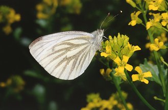 Pieris napi f. meridionalis ?