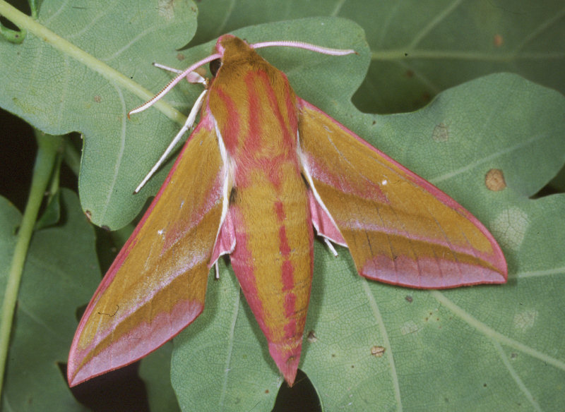 Solo Lorenzo pu riuscirci....Rhodostrophia sicanaria