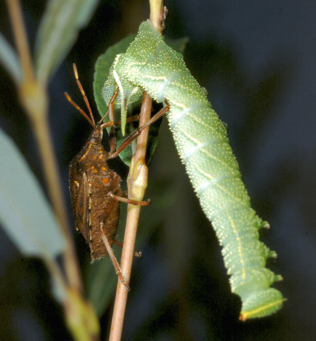 Picromerus bidens