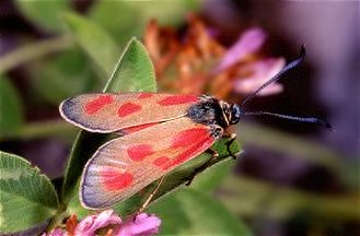 Zygaena loti