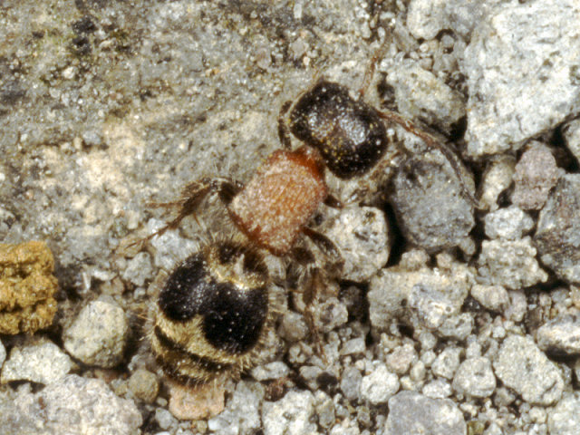 Imenotteri Mutillidae