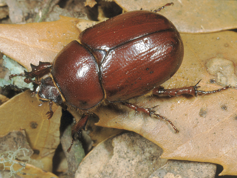 Phyllognathus excavatus di Pantelleria