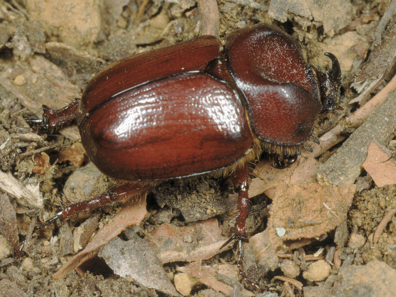 Phyllognathus excavatus di Pantelleria