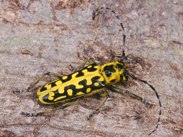 Saperda scalaris