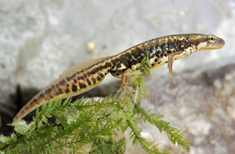 Lissotriton (=Triturus) italicus