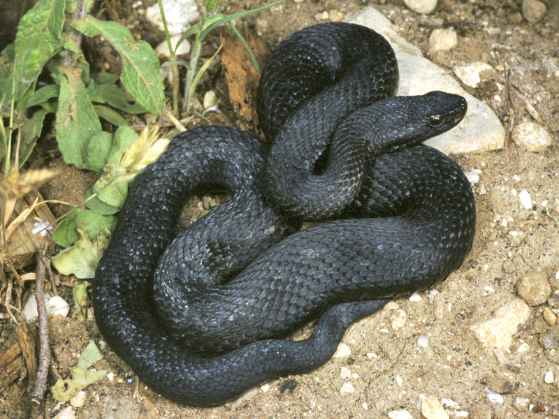 Vipera aspis melanica