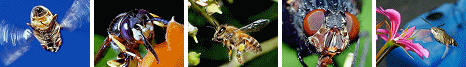 Cacyreus marshalli