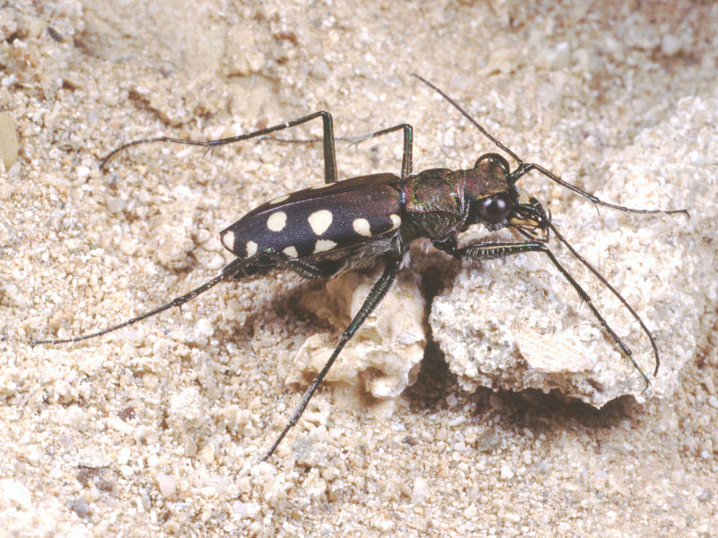 Qualche altra cicindela