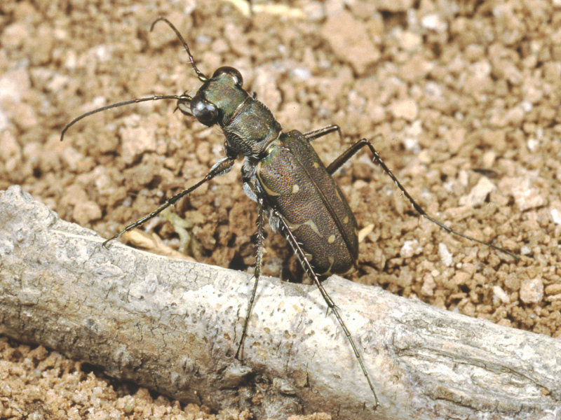 Qualche altra cicindela