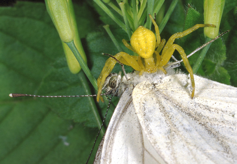 Che fame!... (Misumena vatia con farfalla)