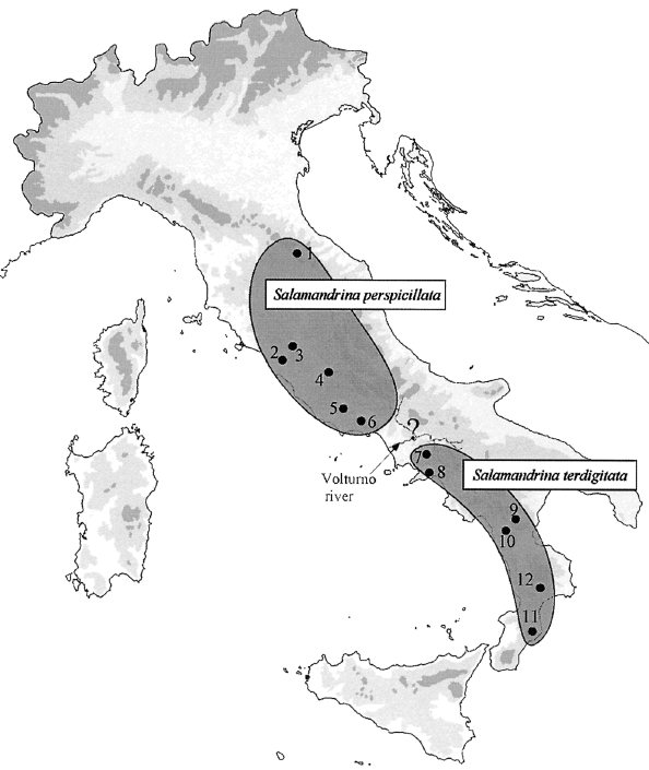 Salamandrina perspicillata