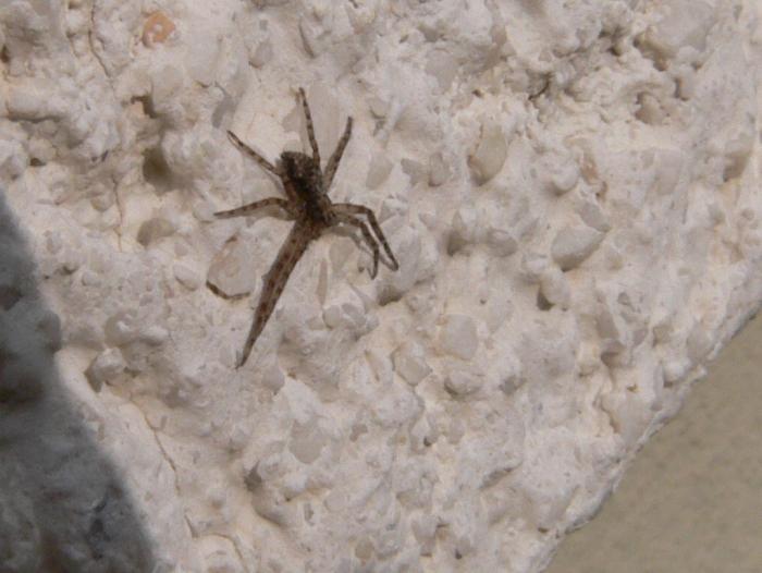primo piccolo del 2006 (Philodromidae)
