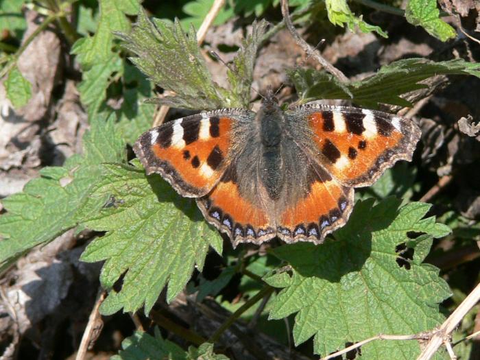 Aglais urticae