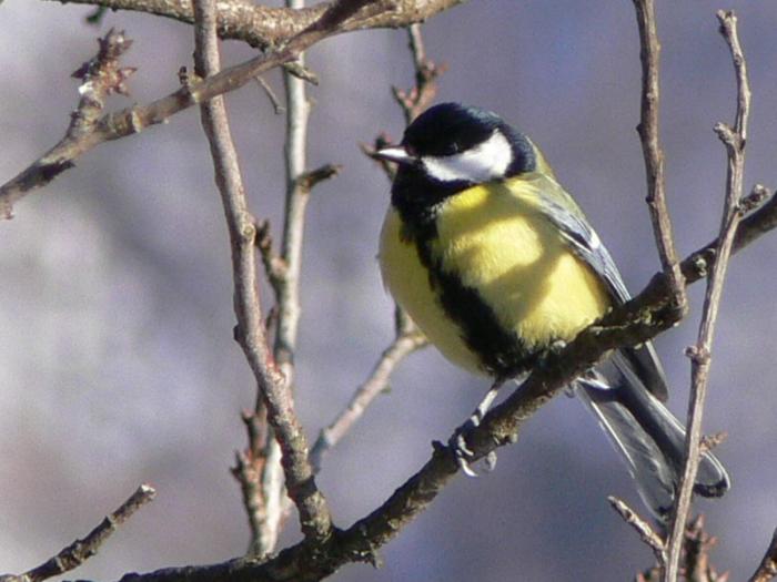 cinciallegra - parus major