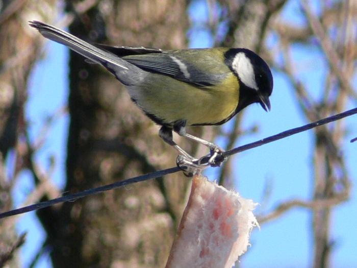 cinciallegra - parus major