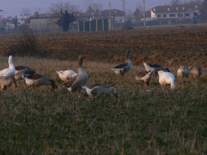 Tordo bottaccioTurdus philomelos