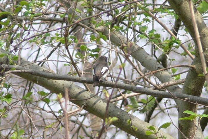 Balia nera - Ficedula hypoleuca