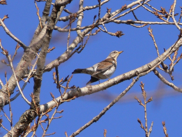 Cesena -Turdus pilaris