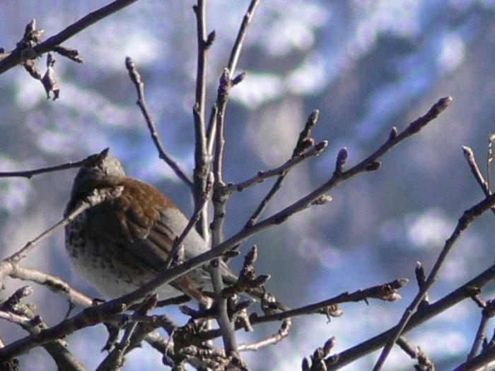 Cesena -Turdus pilaris