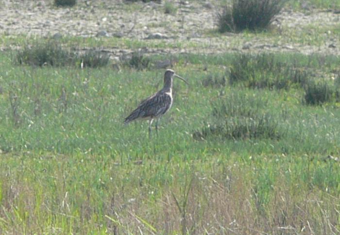 Chiurlo maggiore &  Falco di palude